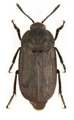 Thanatophilus trituberculatus by Stanislav Snäll. Used under a CC BY 3.0 license.