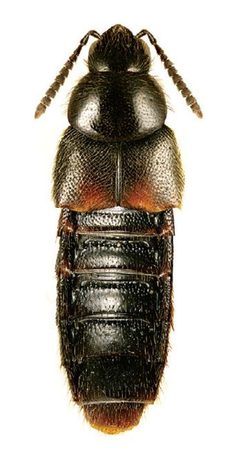 Aleochara lanuginosa by Reginald Webster, Jan Klimaszewski, Georges Pelletier, Karine Savard. Used under a CC BY 3.0 license.