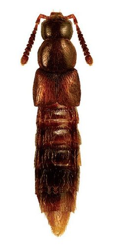 Amarochara inquilina by Reginald Webster, Jan Klimaszewski, Georges Pelletier, Karine Savard. Used under a CC BY 3.0 license.