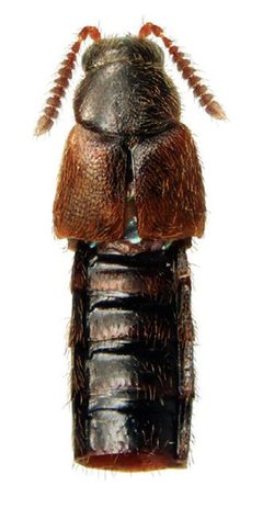 Atheta prudhoensis by Reginald Webster, Jan Klimaszewski, Georges Pelletier, Karine Savard. Used under a CC BY 3.0 license.