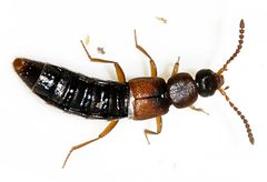 Dinaraea-angustula-02-fws by Francisco Welter-Schultes. Used under a CC0 license.
