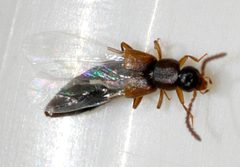 Dinaraea-angustula-04-fws by Francisco Welter-Schultes. Used under a CC0 license.