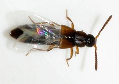Dinaraea-angustula-05-fws by Francisco Welter-Schultes. Used under a CC0 license.
