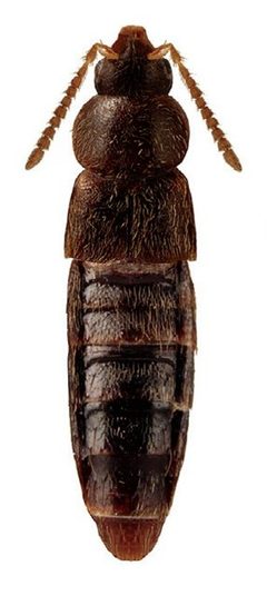 Mocyta breviuscula by Reginald Webster, Jan Klimaszewski, Georges Pelletier, Karine Savard. Used under a CC BY 3.0 license.