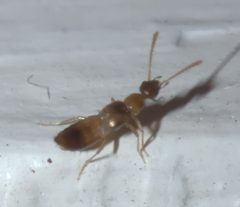 Meronera venustula P1020108a by 
xpda. Used under a CC BY-SA 4.0 license.