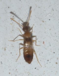 Meronera venustula P1020109b by 
xpda. Used under a CC BY-SA 4.0 license.
