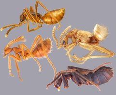 Myrmecoid staphylinidae by Taro Eldredge. Used under a Public domain license.