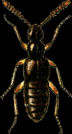 Falagria obscura Jacobson by Georgiy Jacobson. Used under a Public domain license.