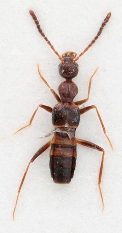 Myrmecocephalus cingulatus 254710764 by Nick Bédard. Used under a CC0 license.