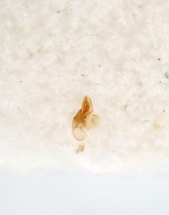 Myrmecocephalus cingulatus 254710771 by Nick Bédard. Used under a CC0 license.