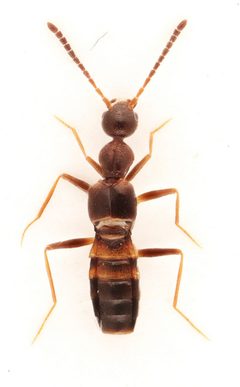 Myrmecocephalus cingulatus 322764287 by Nick Bédard. Used under a CC0 license.