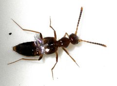 Myrmecocephalus-concinnus-01-fws by Francisco Welter-Schultes. Used under a CC0 license.