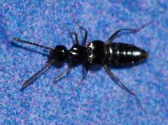 Myrmecocephalus-concinnus-02-fws by Francisco Welter-Schultes. Used under a CC0 license.