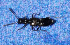 Myrmecocephalus-concinnus-03-fws by Francisco Welter-Schultes. Used under a CC0 license.