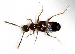 Myrmecocephalus-concinnus-04-fws by Francisco Welter-Schultes. Used under a CC0 license.