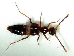 Myrmecocephalus-concinnus-05-fws by Francisco Welter-Schultes. Used under a CC0 license.