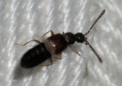 Callicerus-obscurus-09-fws by Francisco Welter-Schultes. Used under a CC0 license.