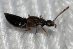 Callicerus-obscurus-10-fws by Francisco Welter-Schultes. Used under a CC0 license.