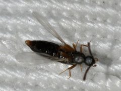 Callicerus-obscurus-11-fws by Francisco Welter-Schultes. Used under a CC0 license.