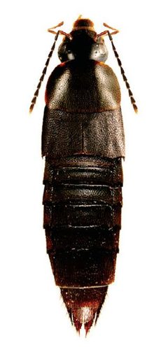 Gymnusa grandiceps by Reginald Webster, Jan Klimaszewski, Georges Pelletier, Karine Savard. Used under a CC BY 3.0 license.