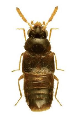 Eumicrota corruscula by Jan Klimaszewski, Reginald Webster, Karine Savard. Used under a CC BY 3.0 license.