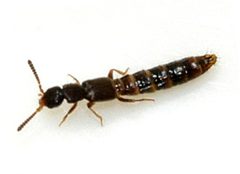 Anomognathus-cuspidatus-01-fws by Francisco Welter-Schultes. Used under a CC0 license.
