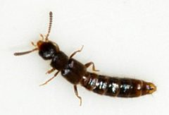 Anomognathus-cuspidatus-03-fws by Francisco Welter-Schultes. Used under a CC0 license.