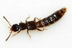 Anomognathus-cuspidatus-04-fws by Francisco Welter-Schultes. Used under a CC0 license.
