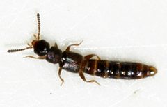 Anomognathus-cuspidatus-07-fws by Francisco Welter-Schultes. Used under a CC0 license.