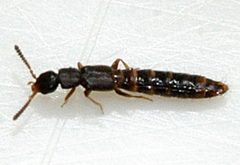 Anomognathus-cuspidatus-09-fws by Francisco Welter-Schultes. Used under a CC0 license.