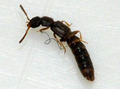 Anomognathus-cuspidatus-10-fws by Francisco Welter-Schultes. Used under a CC0 license.