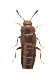 Cyphea wallisi 320878018 by Nick Bédard. Used under a CC0 license.