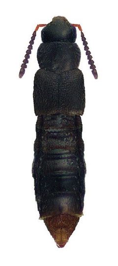 Leptusa carolinensis by Reginald Webster, Jan Klimaszewski, Georges Pelletier, Karine Savard. Used under a CC BY 3.0 license.
