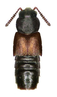 Silusa densa by Reginald Webster, Jan Klimaszewski, Georges Pelletier, Karine Savard. Used under a CC BY 3.0 license.