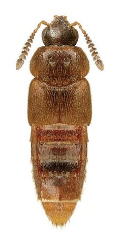 Hoplandria lateralis by Reginald Webster, Jan Klimaszewski, Georges Pelletier, Karine Savard. Used under a CC BY 3.0 license.
