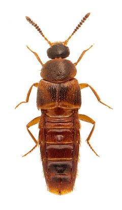 Hoplandria lateralis 332375132 by Nick Bédard. Used under a CC0 license.