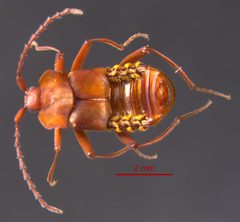 Xenodusa cava 0263474 dorsal by Spongymesophyll. Used under a CC BY-SA 3.0 license.