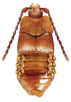 Xenodusa reflexa by Reginald Webster, Jan Klimaszewski, Georges Pelletier, Karine Savard. Used under a CC BY 3.0 license.
