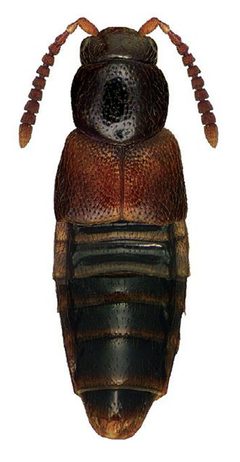 Zyras obliquus by Reginald Webster, Jan Klimaszewski, Georges Pelletier, Karine Savard. Used under a CC BY 3.0 license.