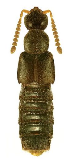 Calodera parviceps by Reginald Webster, Jan Klimaszewski, Georges Pelletier, Karine Savard. Used under a CC BY 3.0 license.