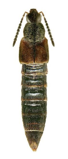 Gennadota canadensis by Reginald Webster, Jan Klimaszewski, Georges Pelletier, Karine Savard. Used under a CC BY 3.0 license.
