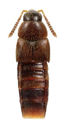 Hylota ochracea by Reginald Webster, Jan Klimaszewski, Georges Pelletier, Karine Savard. Used under a CC BY 3.0 license.