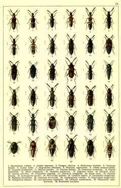 Georgiy Jacobson - Beetles Russia and Western Europe - plate 13 by see in description. Used under a Public domain license.