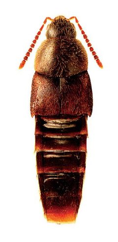 Oxypoda opaca by Reginald Webster, Jan Klimaszewski, Georges Pelletier, Karine Savard. Used under a CC BY 3.0 license.