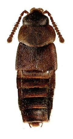 Placusa tacomae by Reginald Webster, Jan Klimaszewski, Georges Pelletier, Karine Savard. Used under a CC BY 3.0 license.