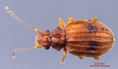 Dasycerus bicolor 0014768 dorsal by Spongymesophyll. Used under a CC BY-SA 3.0 license.