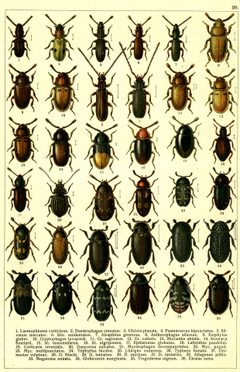 Georgiy Jacobson - Beetles Russia and Western Europe - plate 20 by see in description. Used under a Public domain license.