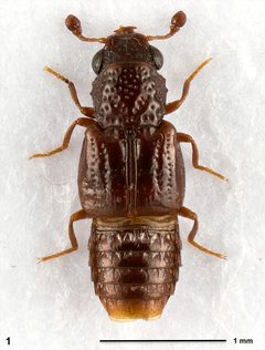 Holotype Megalopinus lingafelteri by Tobias Mainda. Used under a CC BY-SA 4.0 license.