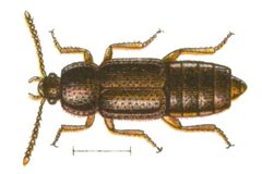 Acidota crenata by Edmund Reitter
. Used under a Public domain license.