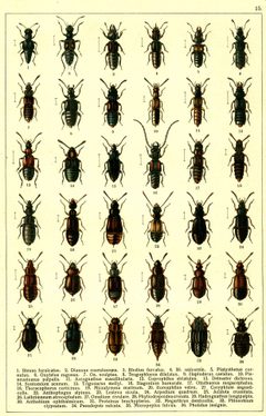 Georgiy Jacobson - Beetles Russia and Western Europe - plate 15 by see in description. Used under a Public domain license.